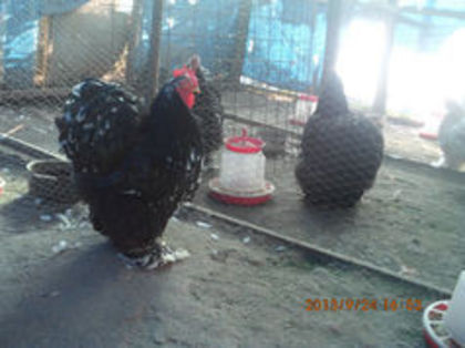 92907871_YDMADEG3