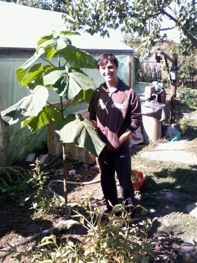 2013-09-22 10.53.15 - Paulownia Tomentosa