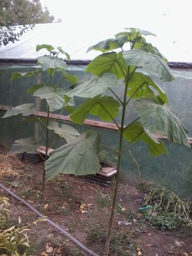 2013-09-22 15.22.31 - Paulownia Tomentosa