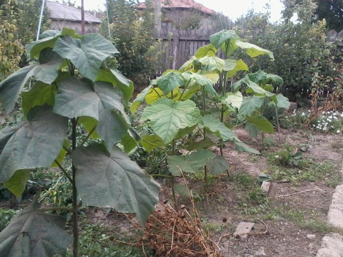 2013-09-22 15.22.43 - Paulownia Tomentosa