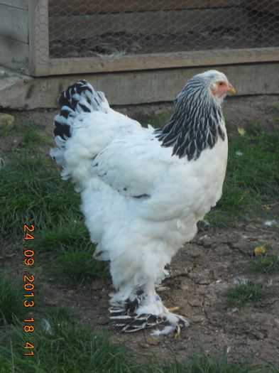 DSCN3113 - gaini Brahma herminat deschis