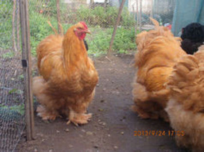 92907926_UGGEMCS3