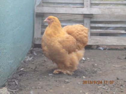 92907945_REKCXYW3