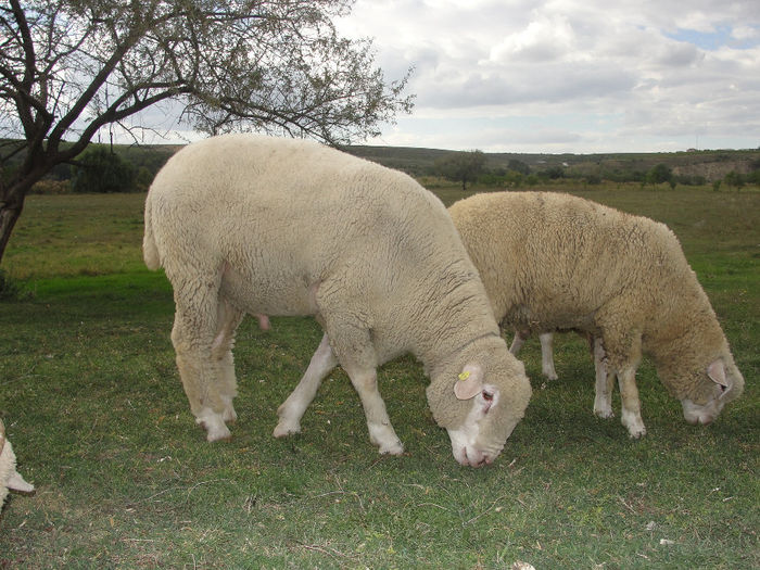 DSC03985 - berbeci merinos si i le de france