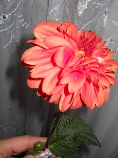 dalie portocalie 2013 - floricele din gradina 2013