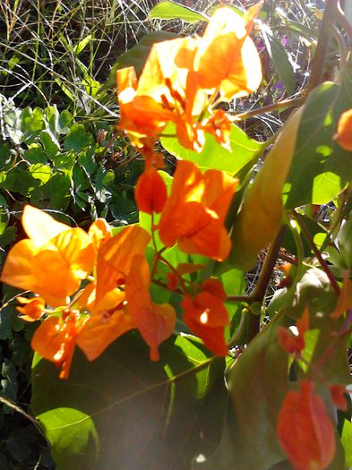 IMG_20130925_084414 - Bougainvillea