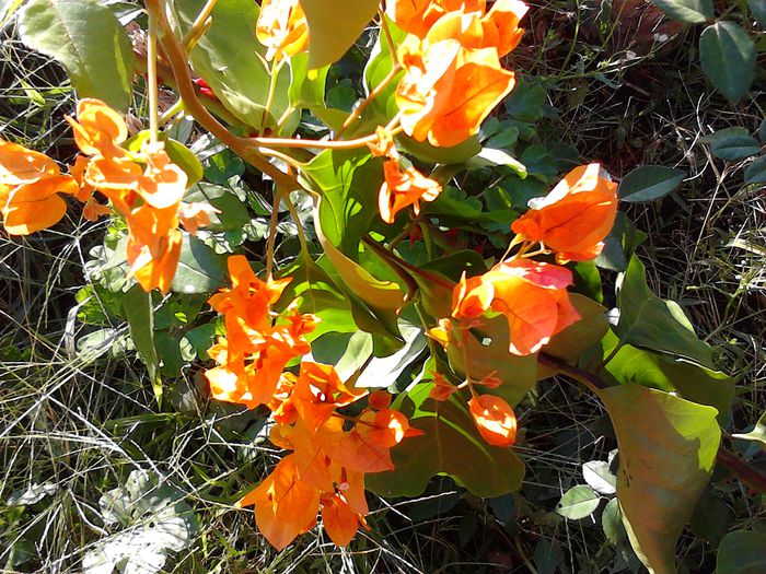 IMG_20130925_084422 - Bougainvillea