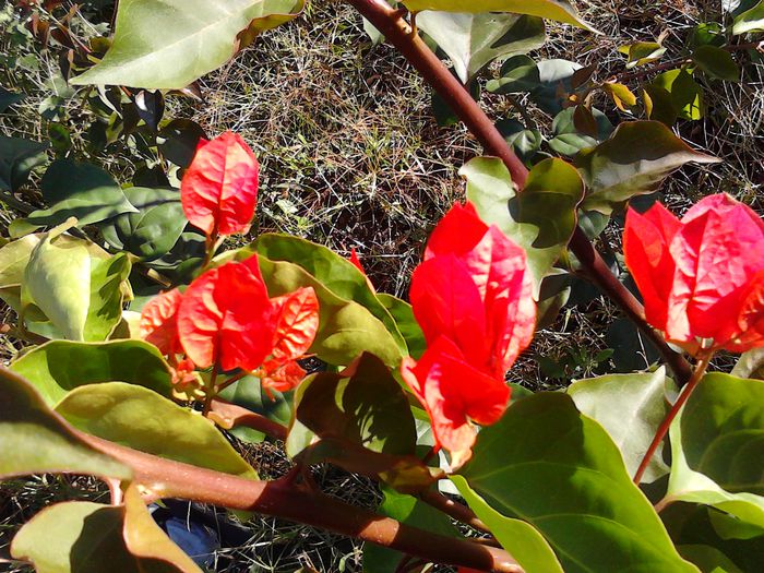 IMG_20130925_084507 - Bougainvillea