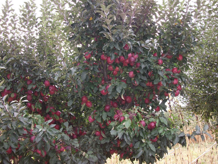 DSCF0961 (21-09-2013); (21-09-2013)
