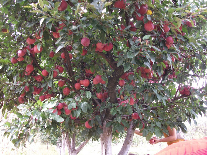 DSCF0973 (21-09-2013); (21-09-2013)
