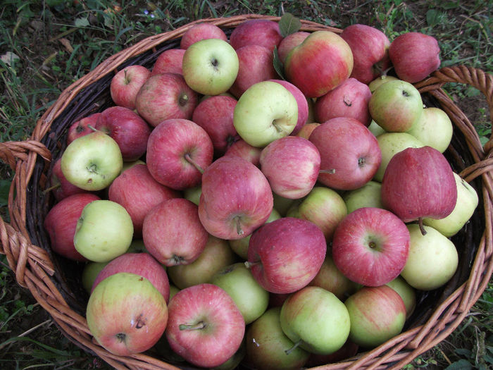 DSCF0979 (21-09-2013); (21-09-2013)
