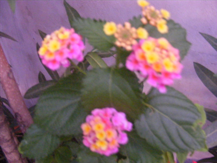 DSCF0232 - lantana