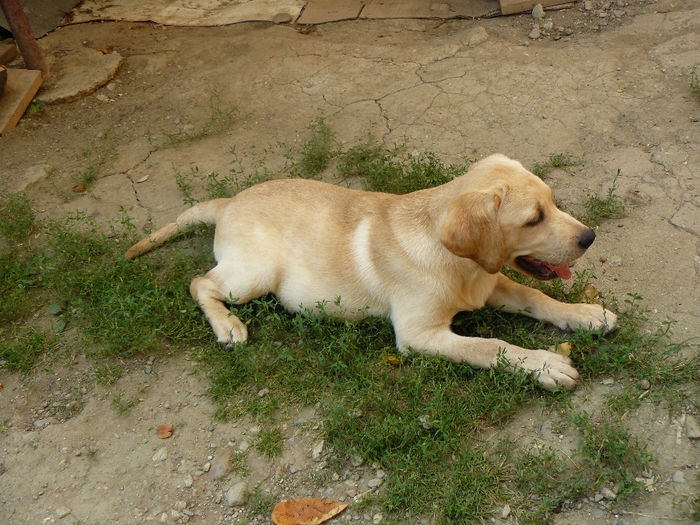 P1130264 - labrador auriu ciocolatiu si negru 2013