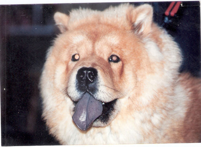 scan0005 - csilla- o superba catelusa chow-chow de care ne-am bucurat numai un an