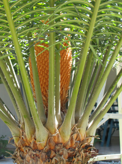 IMG_2019 - cycas