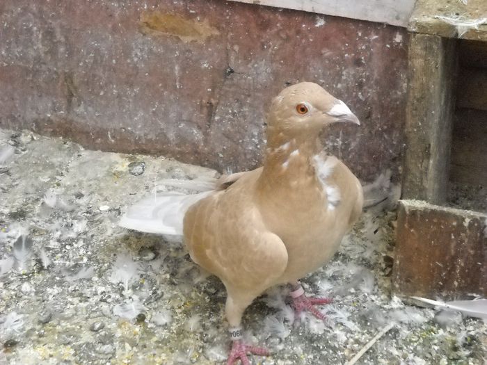 MATCA 2014 F.VANDUTA - PORUMBEI VANDUTI