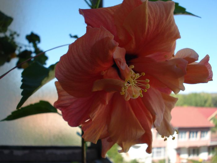 DSC05502 - Hibiscus