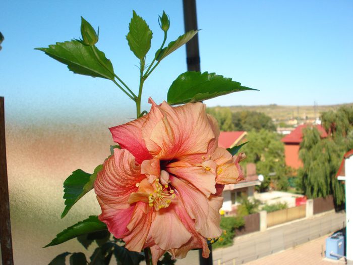 DSC05503 - Hibiscus