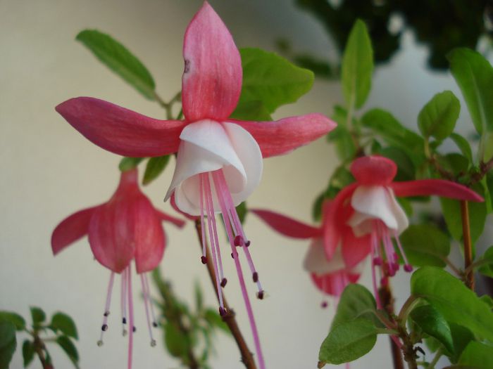 DSC05511 - Fuchsia hybrida