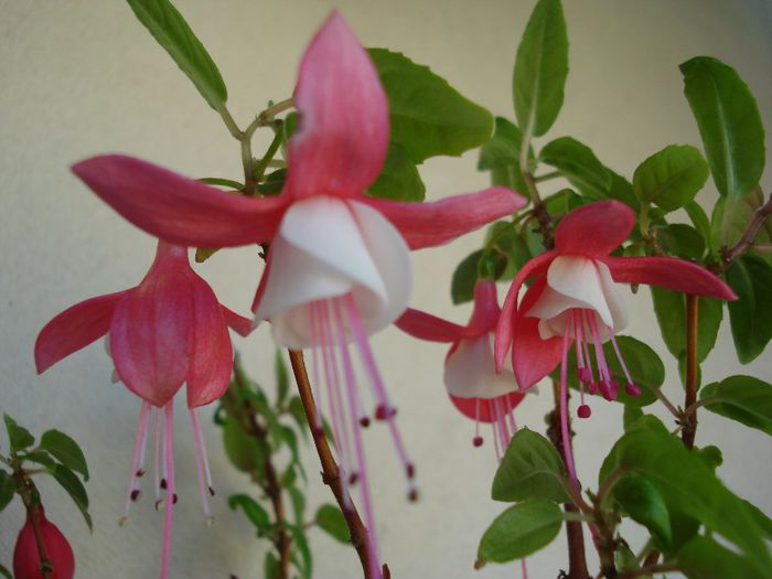 DSC05512 - Fuchsia hybrida