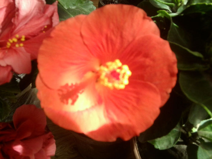 vicky orange - hibiscusi 2013-4