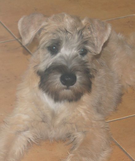 DSC03976 - IRISH SOFT COATED WHEATEN TERRIER