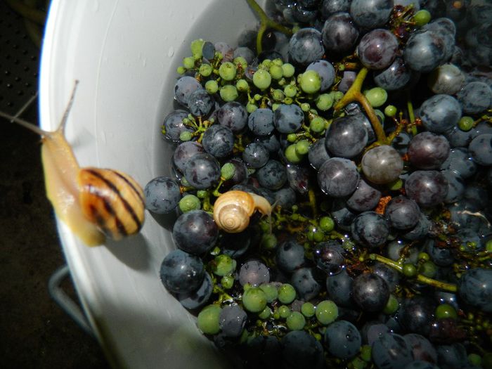 DSCN2688 - MELC MELC CODOBELC