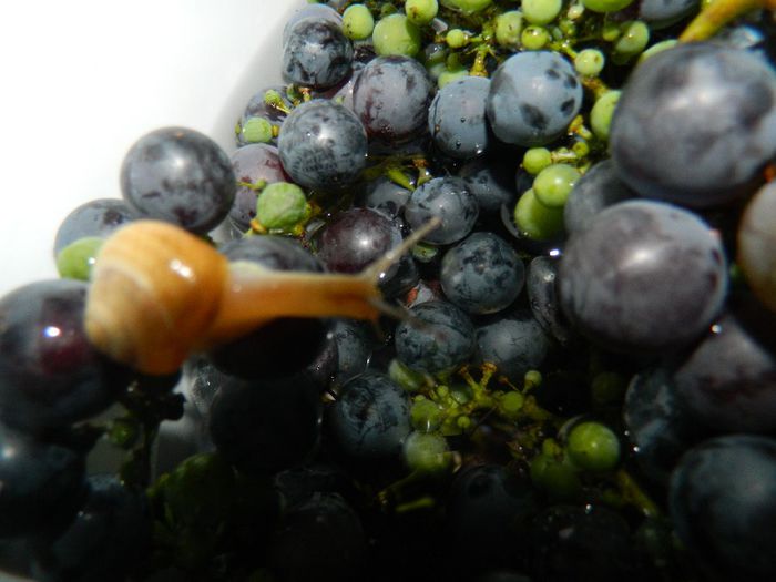 DSCN2690 - MELC MELC CODOBELC