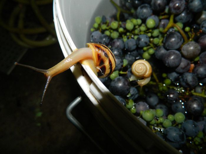 DSCN2692 - MELC MELC CODOBELC