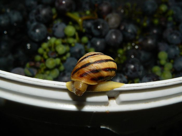 DSCN2699 - MELC MELC CODOBELC