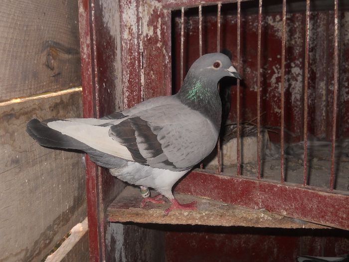 F-0389172,22 de clasari,zburata Pavlohrad(1061 km) de doua ori.