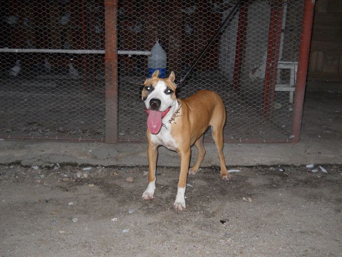 13.08.01 - 016 - Tara - pitbull de vanzare