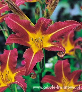 Hemerocallis - Liliowiec Red Magic; Cebule
