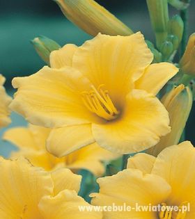Hemerocallis - Liliowiec Stella D; Cebule
