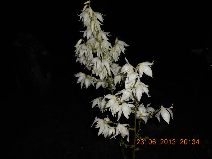 DSCN2237 - Yucca de gradina