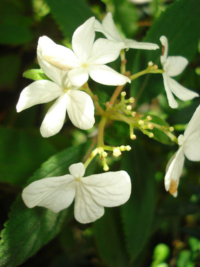 viburnum Mariesii