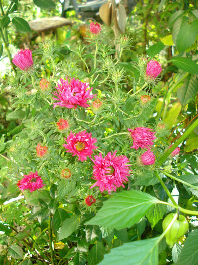 Aster novae-angliae "Alma Potscheke"