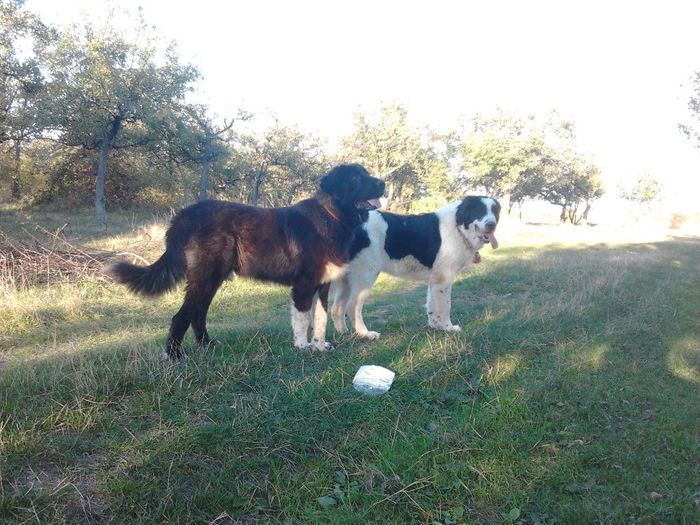 mascul ciobanesc 9 luni cu Molda