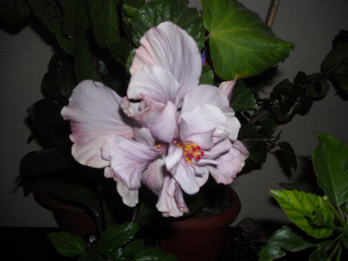 Exotic Lavander Lady