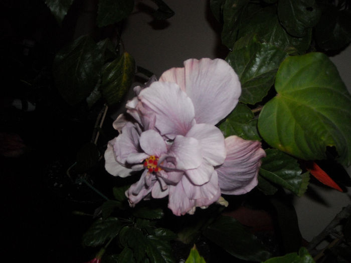 Exotic Lavander Lady - Hibiscus 2013-3