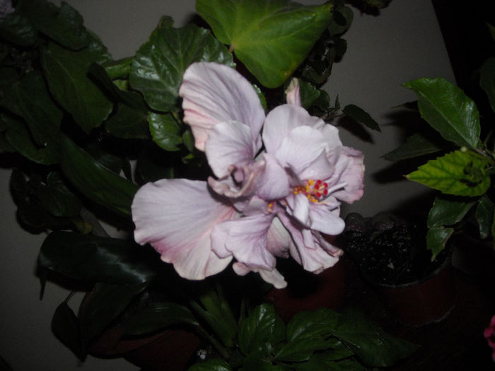 Exotic Lavander Lady - Hibiscus 2013-3