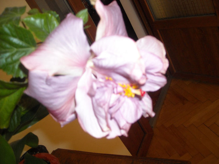 Exotic Lavander Lady - Hibiscus 2013-3