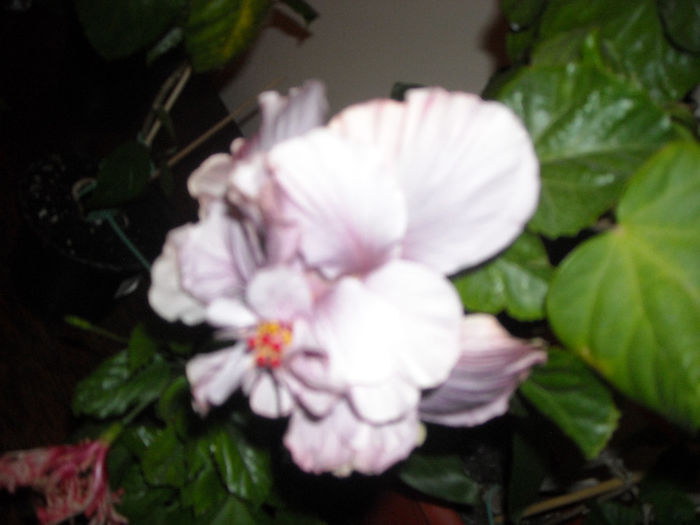 Exotic Lavander Lady - Hibiscus 2013-3
