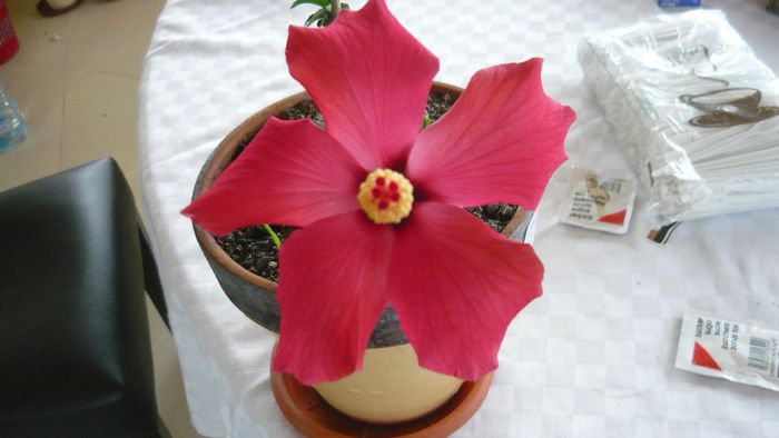 Picture 2478 - x 2013 hibiscus rosa sinesis 3