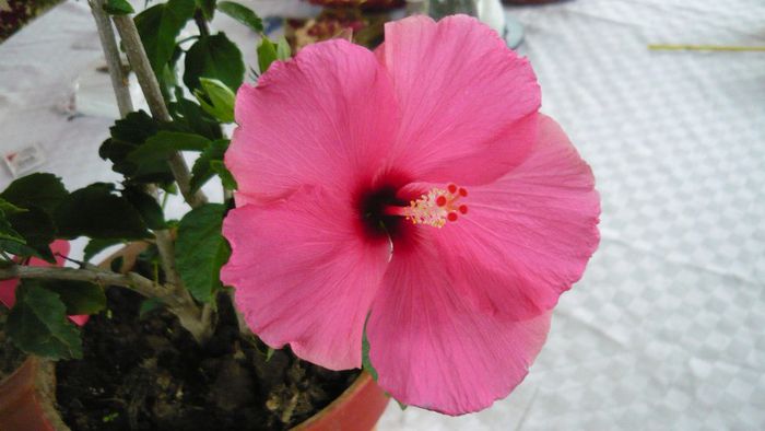 Picture 2481 - x 2013 hibiscus rosa sinesis 3