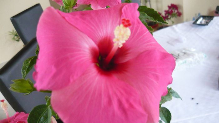 Picture 2482 - x 2013 hibiscus rosa sinesis 3
