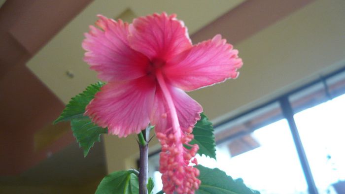 Picture 2490 - x 2013 hibiscus rosa sinesis 3