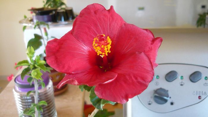 Picture 2516 - x 2013 hibiscus rosa sinesis 3
