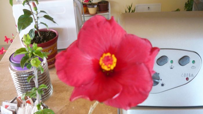 Picture 2517 - x 2013 hibiscus rosa sinesis 3