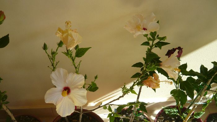 Picture 2504 - x 2013 hibiscus rosa sinesis 3